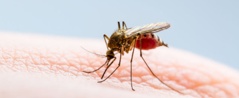 virus Zika