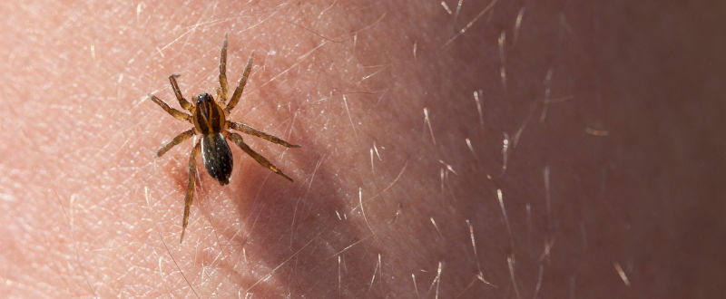 araña sobre la piel - picaduras de araña