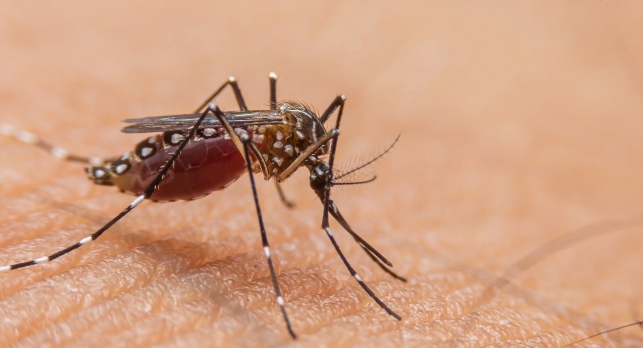 ¿Cómo nos cuidamos del Dengue en Chile?