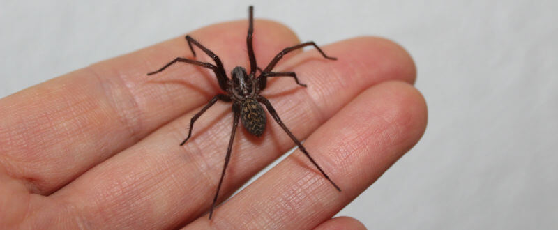 araña de rincón sobre una mano